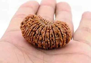 21 Mukhi Rudraksha Twenty One Face Rudraksh Hindu Sacred Bead Very Rare A+++ - Picture 1 of 3