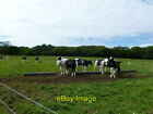 Photo 6x4 Sturthill, cattle Chilcombe With Hammiton Wood in the backgroun c2011