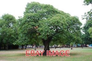 PHOTO  WANSTEADUNDER THE SPREADING CHESTNUT TREE ANCIENT SWEET CHESTNUT TREE ON