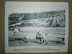 Gravure vieux métiers récolte de la prune d'Ente à Penne Lot et Garonne - Imagen 1 de 1