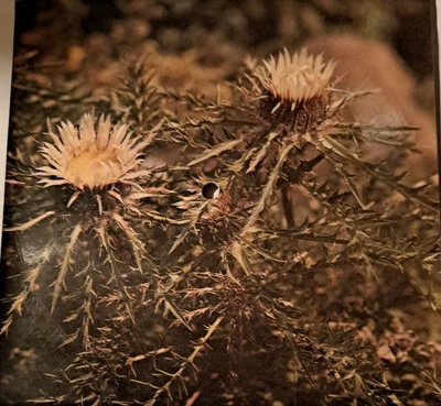 Flexi Manhattan Transfer - Chanson D'Amour  (1978)  - Bild 1 von 2