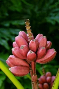 Keniabanane, Rosa Zwerg - 10 Samen - Bild 1 von 1