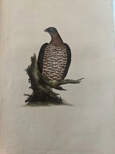Ornithology Falconry Aquaforte 1823 "Falco Honey Buzzard" - Picture 1 of 4