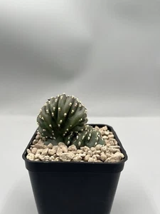 Marginato Cereus Marginato Crestato Vaso 7 Cm Su Radice - Foto 1 di 4