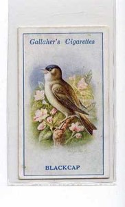 (Jx935-100) Gallaher,British Birds By G.Rankin,Blackcap,1923 #49