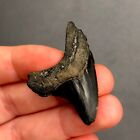 Rare Giant Thresher Shark Tooth Fossil Sharks South Carolina Mako Fossils