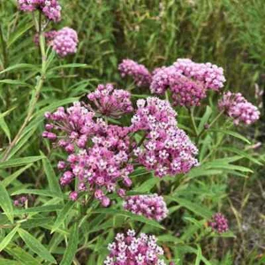 Swamp Milkweed Seeds 30+ Asclepias Incarnata PERENNIAL USA BUTTERFLIES BEES - Picture 1 of 3