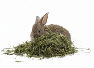 Erba Medica (Alfalfa) 1kg | Fieno Ricco di Fibre, Proteine e Calcio | Conigli - Foto 1 di 4