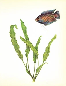De colección Estampado de PECES tropicales Acuario Arte de peces ENANO GOURAMI Playa Decoración 4923-38 - Imagen 1 de 1