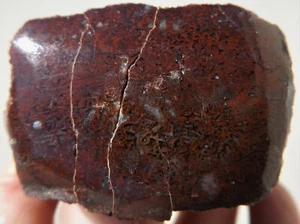 DIG-N-UTAH: DINOSAUR BONE POLISHED DISPLAY CAB SLAB # I 974 - Picture 1 of 3