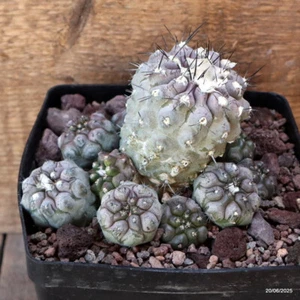 D4768 COPIAPOA HYPOGAEA pot14-H10-W13 cm MaMa Cactus - Picture 1 of 4