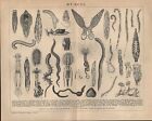 Lithografie 1896: WÜRMER. Röhrenwurm Doppeltier Wasserschlängelchen Leberegel 