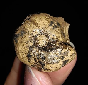 ¡INCREÍBLE AMONITA!!! FÓSIL TRIÁSICO ARCESTES, DE TIMOR, INDONESIA, 24MM - Imagen 1 de 5