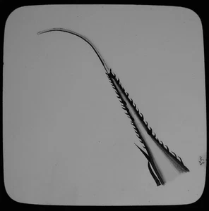 ANTIKES magisches Laternenschieber MOTTEN ODER SCHMETTERLINGSMAUL TEIL UM 1900 ZEICHNUNG INSEKTEN  - Bild 1 von 2