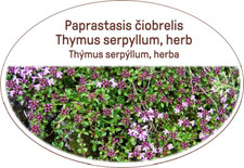 Timo serpyllum, erba/erboristeria biologica/essiccata/guarigione proprietà per corpo e mente