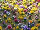 STIEFMÜTTERCHEN SCHWEIZER RIESENMIX - Appx 100 Samen - Mischung aus großer, leuchtend farbiger Blume