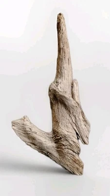 Natural Driftwood Freshwater Offshoot Spiral Decor, DIY, Terrarium, Habitat 22" - Image 1 of 4