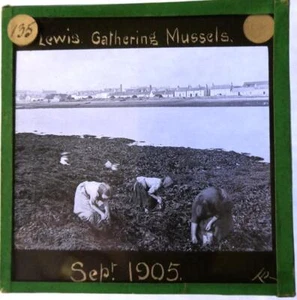 Lewis Gathering Mussels 1905 Linterna Mágica de Vidrio Diapositiva Fotógrafo T Roberts - Imagen 1 de 1
