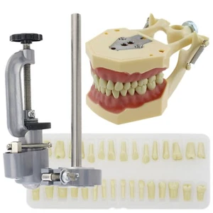 Estilo Frasaco Dental Typodont Modelo Práctica Montaje Poste Extraíble Dientes AG-3 - Imagen 1 de 58