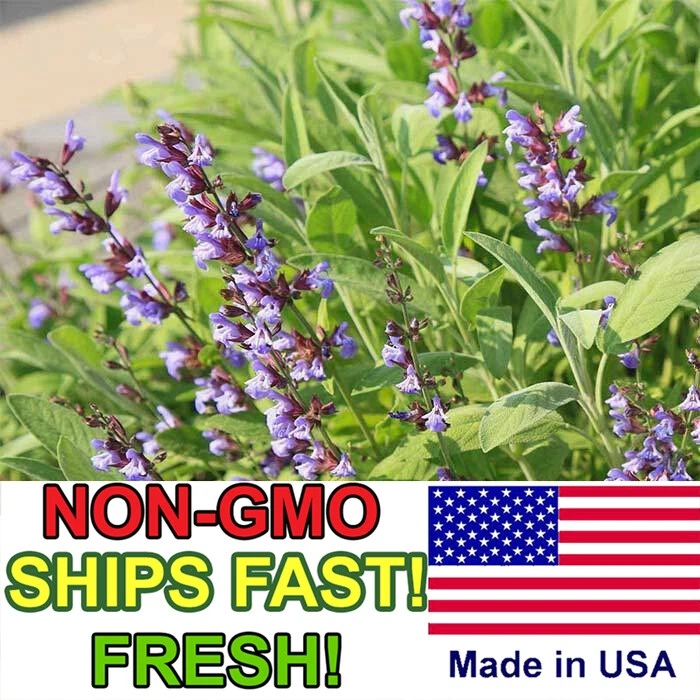 Sage Seeds for Planting | Culinary Herb Garden - Image 1 of 1