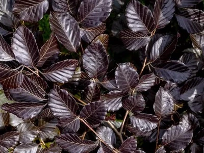 Copper Purple Beech Hedging Plants Pack of 10 Trees Potted - Image 1 of 4