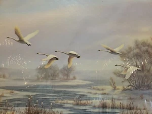 Flyby Trumpeter Swans By Mary Pettis Wirkkula Print S/N 1989 - Picture 1 of 7