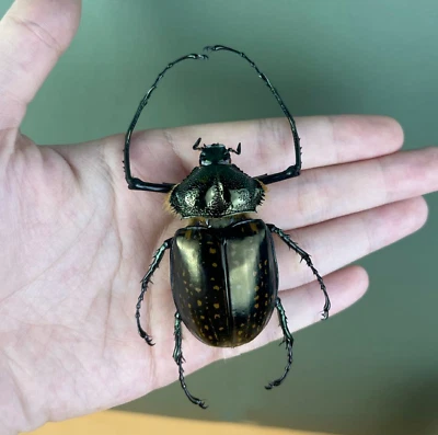 Preserved Beetle Specimen Taxidermy Insect Bug Collection Entomology Decor - image 1 of 4
