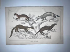 Goldsmith 1847 Antique Hand Colored Engraving Weasel Mink