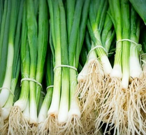 Spring Onion Seeds Long White Ishikura 500 Fresh Vegetable Seeds Indoor Outdoor - Picture 1 of 10