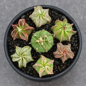 3-4 cm Astrophytum Capricorne Cactus Plantas Suculentas Hogar Bonsai Decoración - Imagen 1 de 7