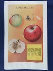 Vintage Color Plate Apple Maggot Larva, Pupa Fly Entomology Insect Print