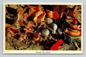 Postkarte Florida Muscheln an Land gewaschen von der Gezeitenküste - Bild 1 von 2