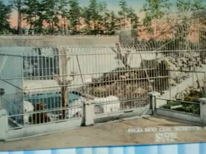 VINTAGE POST CARD POPULAR BEAR CAGE WOODLAND PARK ZOO SEATTLE WA. - Picture 1 of 12