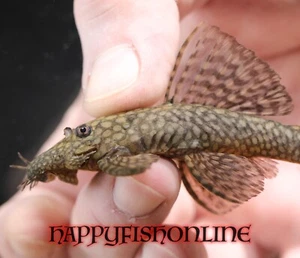 3 BREEDING PAIRS OF ANCISTRUS RIO TOCANTINS BRISTLENOSE PLECOS LIVE FISH 8-10CM - Picture 1 of 8
