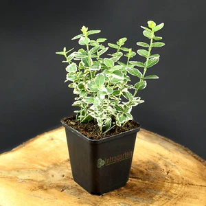 Kriechspindel Euonymus Emerald Gaiety  winterharte Pflanze immergrüne Staude - Bild 1 von 42