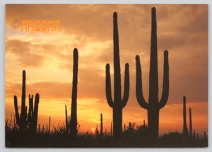 Postcard Saguaro Cactus Silhouettes at Sunset Arizona Desert - Willard Clay - Picture 1 of 2