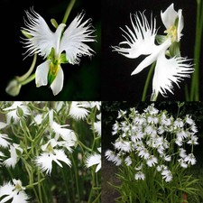 100 x Japonais Radiata Blanc Colombe Aigrette Orchidée Forme Graines Fleurs