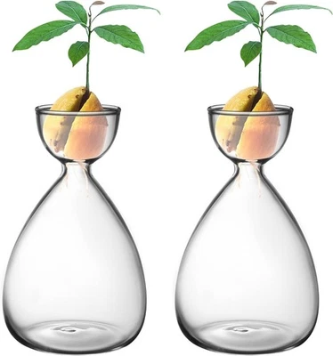 Jarrón iniciador de semillas de aguacate, contenedor de vidrio para brotes de semillas de aguacate a rayas espesadas Foto 1 de 4