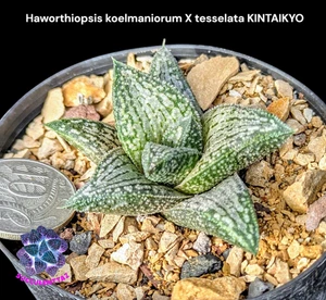Haworthia KINTAIKYO Haworthiopsis koelmaniorum X tesselata Stunning succulent - Picture 1 of 4