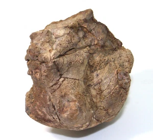 Crinoide,Seelilie, Jimbacrinus bostocki, Perm, Gascoyne River, Australien-eb6858 - Picture 1 of 7