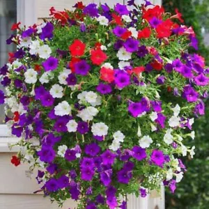PETUNIA Dwarf Mix 500+ seeds flower garden EASY TO GROW cool climates scented - Picture 1 of 1