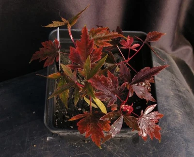 4 Seed-Grown Acer Palmatum 'Koto No Ito' Japanese Maple Trees 2025 Seedlings - Image 1 of 4