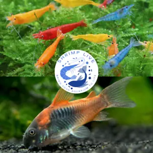 3x Corydoras 'VENEZUELA' (0.75-1") 20 +2 Mix Color Neocaridina Live Guarantee - Picture 1 of 3
