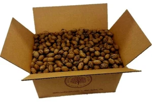 50 Pfund. Texas *Eichhörnchenqualität* in Schale & rissige Pekannüsse Schüttgut | Millican Pecan - Bild 1 von 2