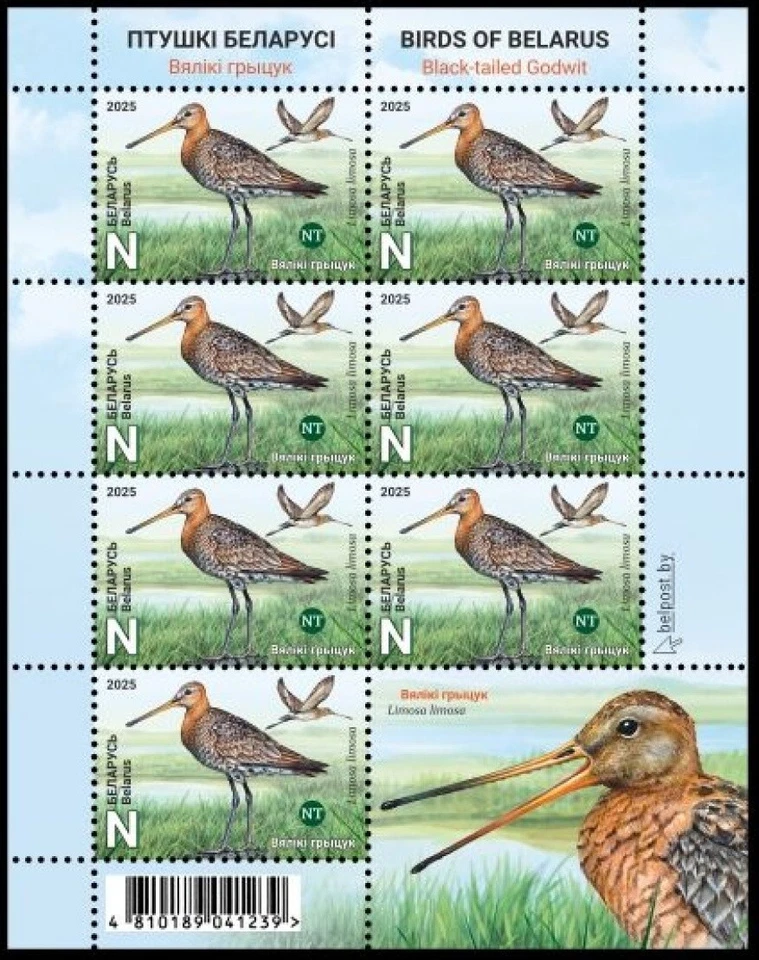 Bielorrusia 2025. Fauna. Pájaros - Godwit de cola negra. Mini sábana. MNH Foto 1 de 1