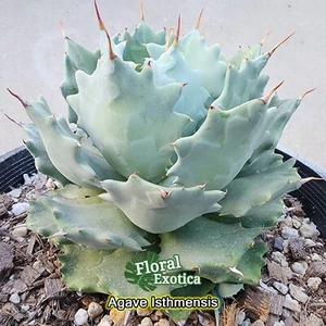 Agave Isthmensis Starter Pup - Picture 1 of 2