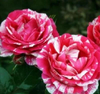 PACK 25 SEMILLAS DE ROSAS HÍBRIDAS A RAYAS para germinación jardín cama de flores planta arbusto Foto 1 de 4