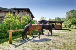 50LG 1m² Special Paddock Reitplatz Stall Weide Platten Rasengittersteine - Bild 1 von 1
