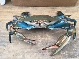 Real Blue Crab No Chemicals No Odor Handmade Taxidermy - Picture 1 of 8