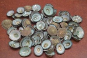 25 STCK. KLEINE GRÜNE LIMPET MUSCHEL HANDWERK 3/4" - 1" - Bild 1 von 1